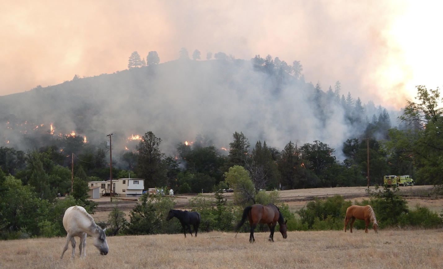 Wild Horses Coevolved with Wildfire on The North American Landscape