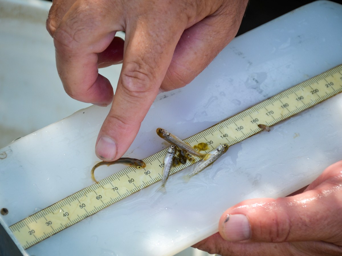 The Klamath River salmon die-off was tragic. Was it predictable?