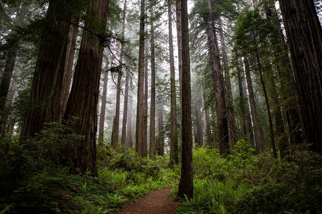 A trail through the Redwood Forest in Humboldt County on June 7, 2023. The redwood trees were a major source of wood for the lumber industry in the area. Photo by Larry Valenzuela, CalMatters/CatchLight Local