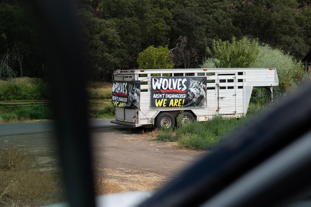 A white livestock trailer is parked beside a rural road, with two large banners attached to its side. The banners feature an image of a snarling wolf and text reading “Wolves aren’t endangered: We are!” The scene is framed by blurred car window edges in the foreground, with trees and brush in the background.