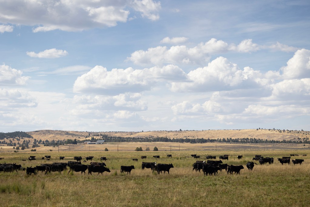 A herd of black cattle grazes in a wide, grassy field under a partly cloudy sky in Modoc County. Rolling hills and patches of golden grass stretch into the distance, with scattered trees and power lines marking the horizon.