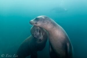 June Diver Social