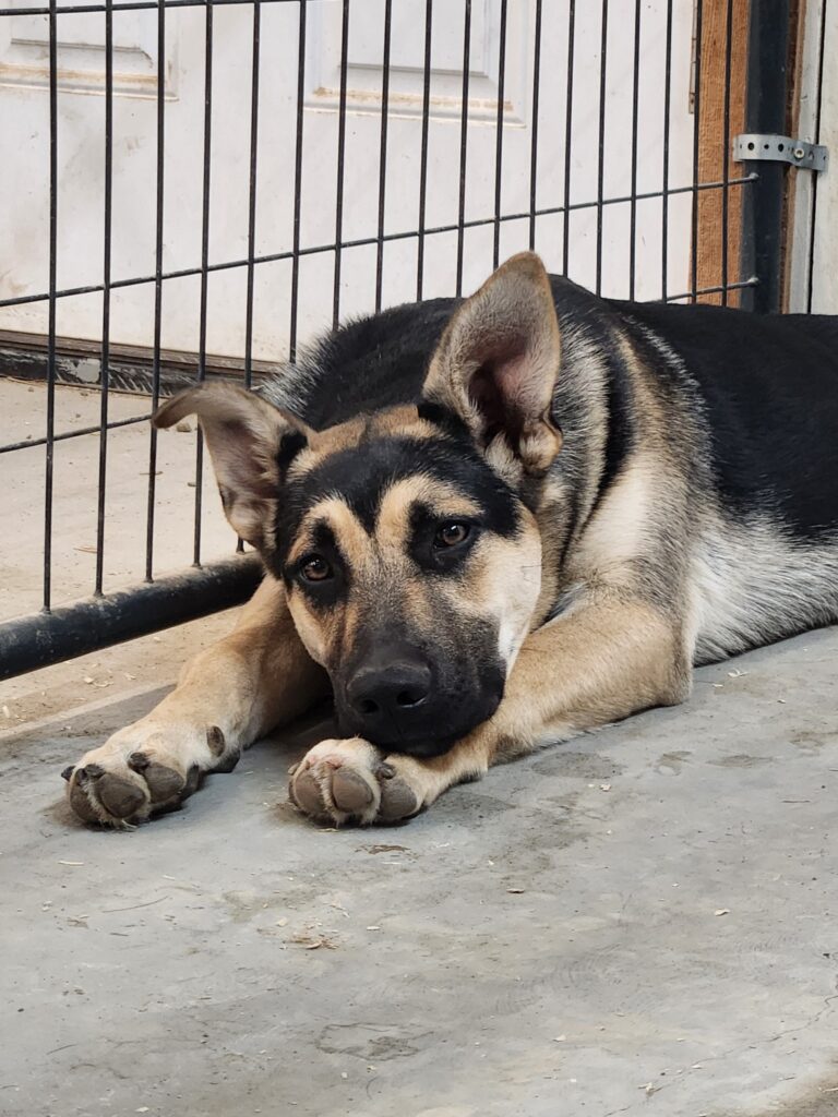 5.16.26 ADOPTION EVENT TRACTOR SUPPLY