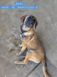 7.11.26 ADOPTION EVENT AT TRACTOR SUPPLY